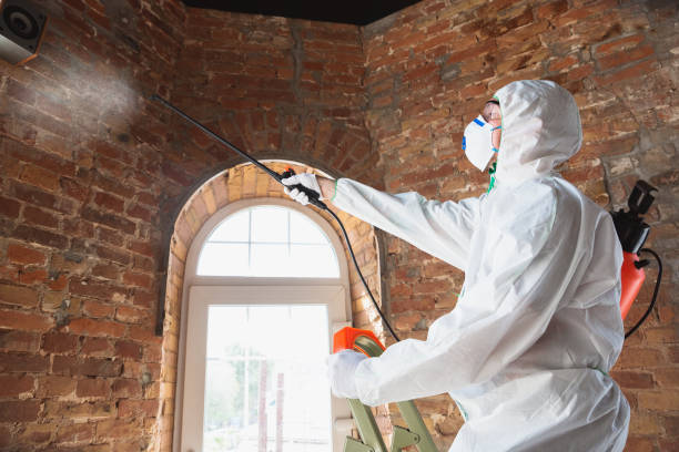 Best Mold Odor Removal Services  in Santa Rosa, TX